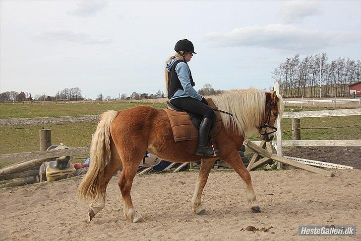 Haflinger Standley - 3)
Foto: Natascha Nielsen billede 3