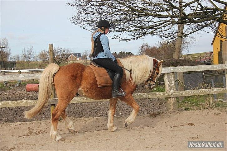Haflinger Standley - 5)
Foto: Natascha Nielsen billede 5