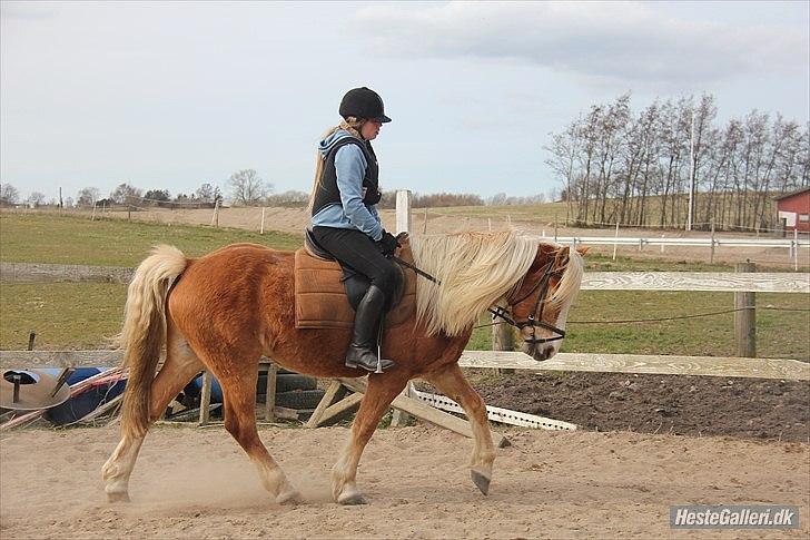 Haflinger Standley - 6)
Foto: Natascha Nielsen billede 6