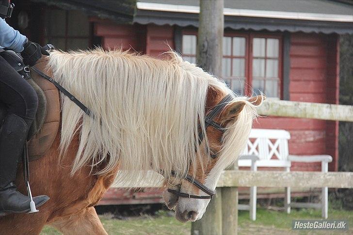 Haflinger Standley - 7)
Foto: Natascha Nielsen billede 7
