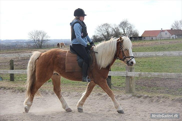 Haflinger Standley - 8)
Foto: Natascha Nielsen billede 8