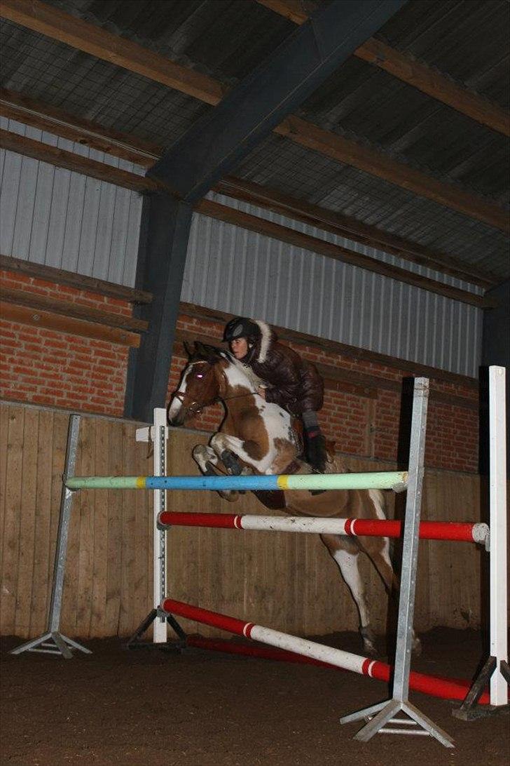 Hollandsk Sportspony Marloes- B-Pony  - Svankjær efterskole - 1.30 <3. billede 14