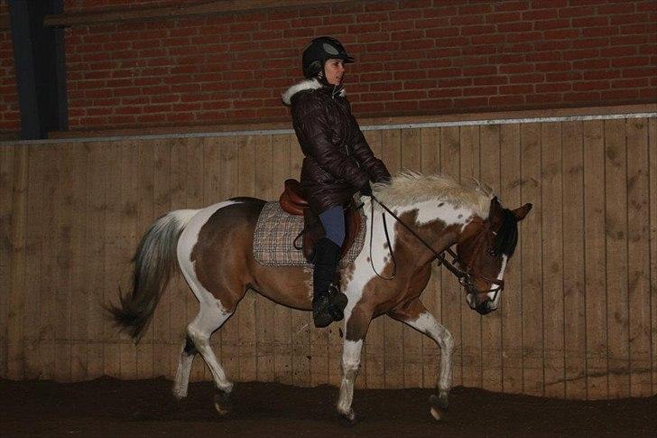 Hollandsk Sportspony Marloes- B-Pony  - Dressur.  billede 16