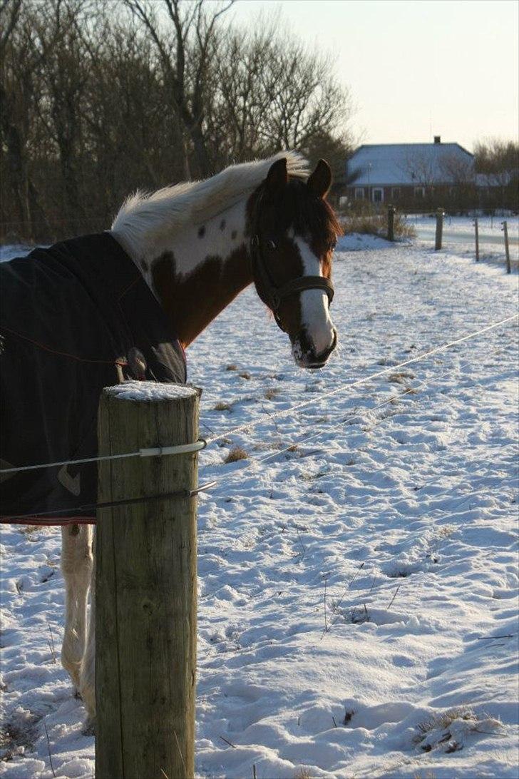 Hollandsk Sportspony Marloes- B-Pony  - Søde sneen 2012 <3.  billede 17