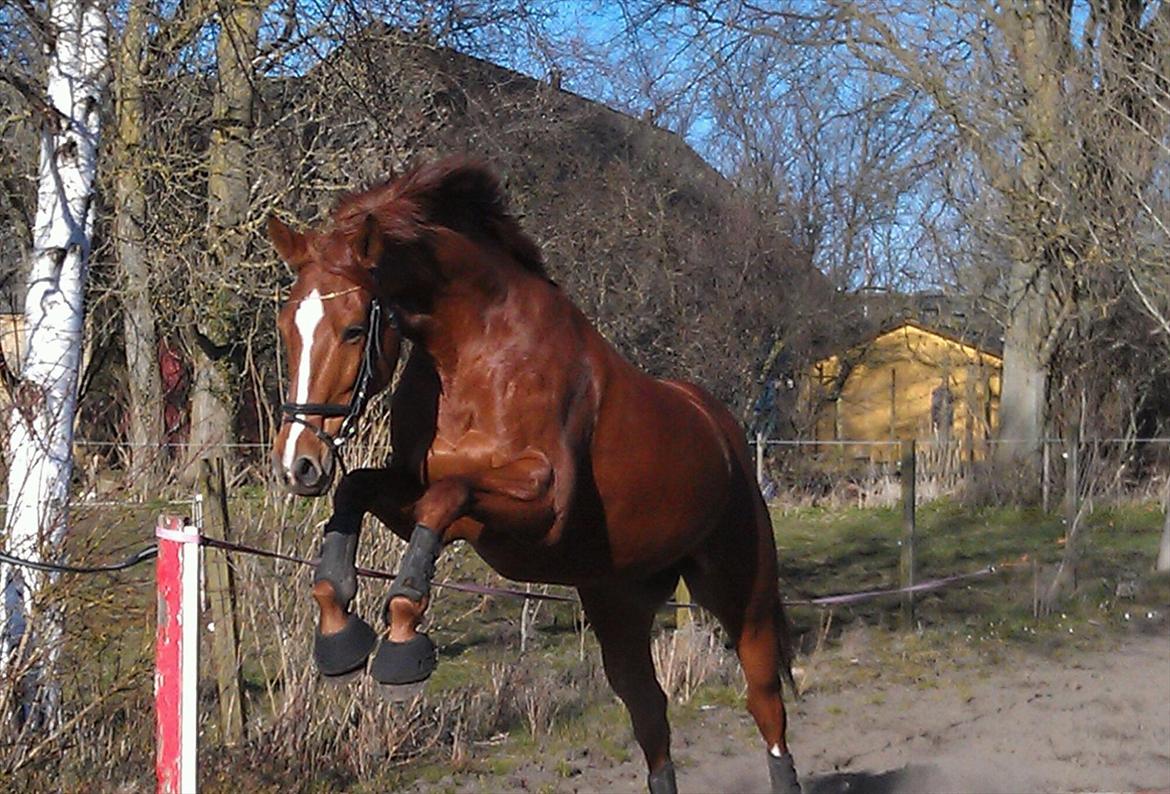 Anden særlig race Aavilds Timon billede 8