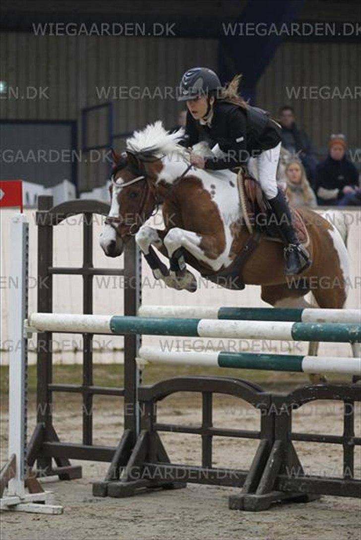 Hollandsk Sportspony Marloes- B-Pony  - S2** <3. billede 19