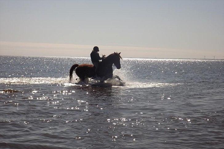 Anden særlig race MJ Mille | Tidl Låne Hest - Første gang trav i fjorden på en sky fri dag med massere sol hygsomt med tøserne!:D
Foto af Maja / Team Mel billede 9