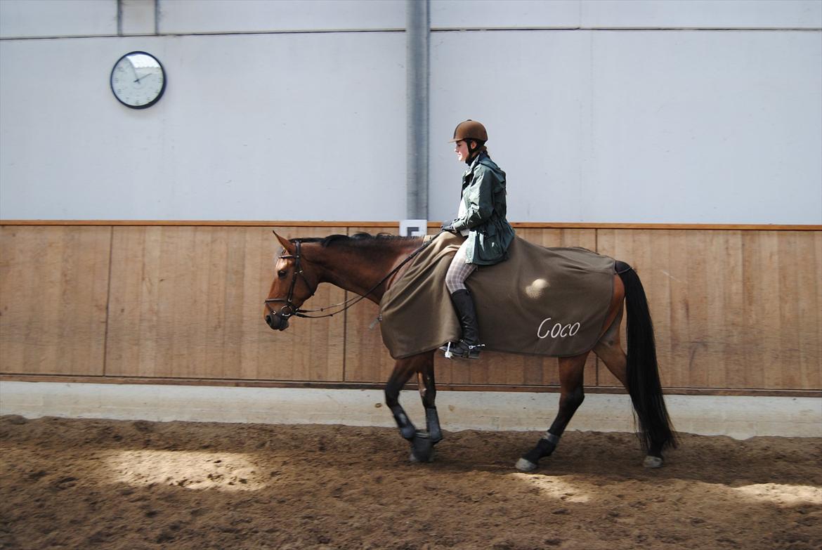 Anden særlig race Coco billede 6