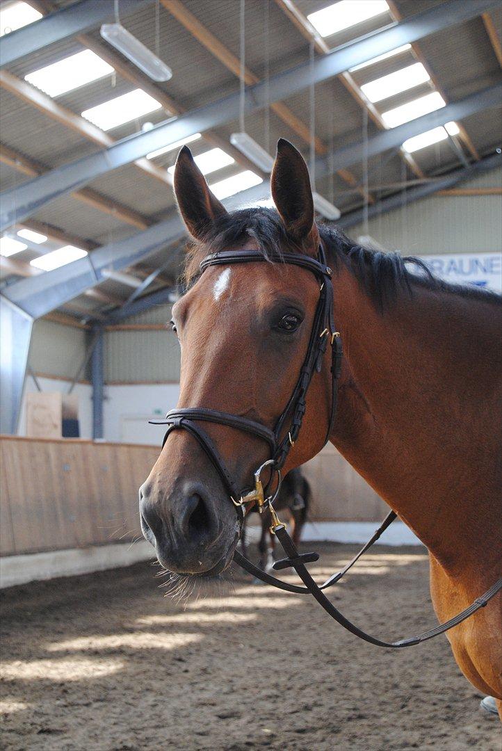 Anden særlig race Coco - smukke hest! billede 16