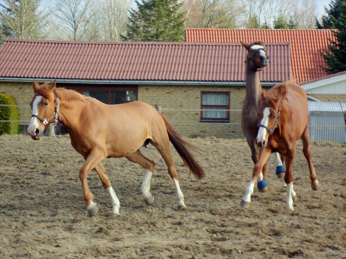 DSP Tai tipi - 01-04-2012 
Mor Tipi, Queenie (datter), Roma (queenie´s farmor) bagest.  billede 12