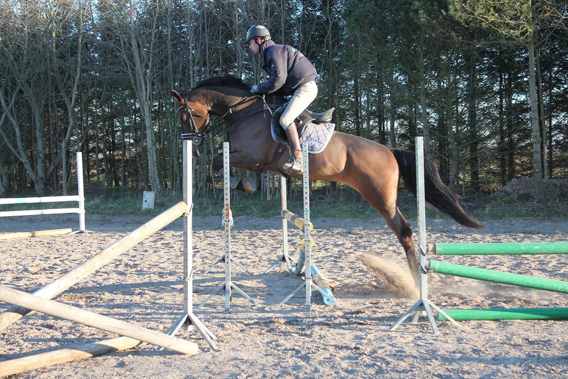 Dansk Varmblod Cawin Imhoff billede 14