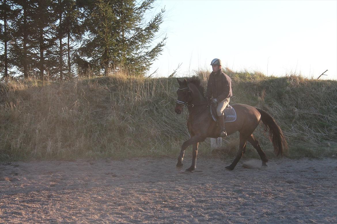 Dansk Varmblod Cawin Imhoff billede 19