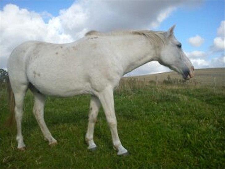Anden særlig race Chili (Himmelhest) billede 1