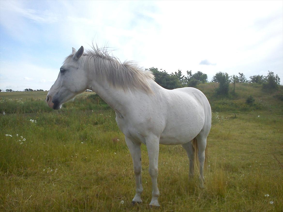 Anden særlig race Chili (Himmelhest) billede 2