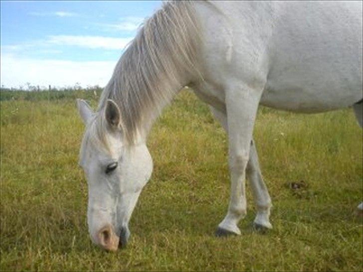 Anden særlig race Chili (Himmelhest) billede 3