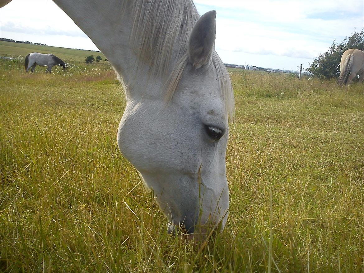 Anden særlig race Chili (Himmelhest) billede 4