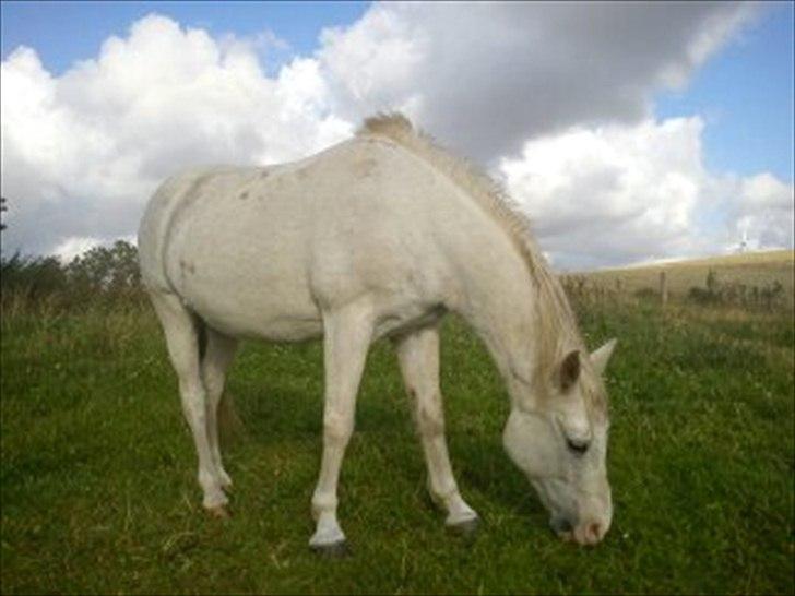 Anden særlig race Chili (Himmelhest) billede 5