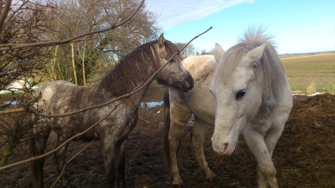 Anden særlig race Chili (Himmelhest) billede 6