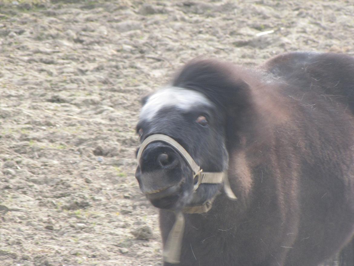 Shetlænder Oliver billede 14