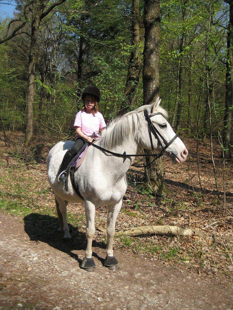 Anden særlig race Chili (Himmelhest) billede 7