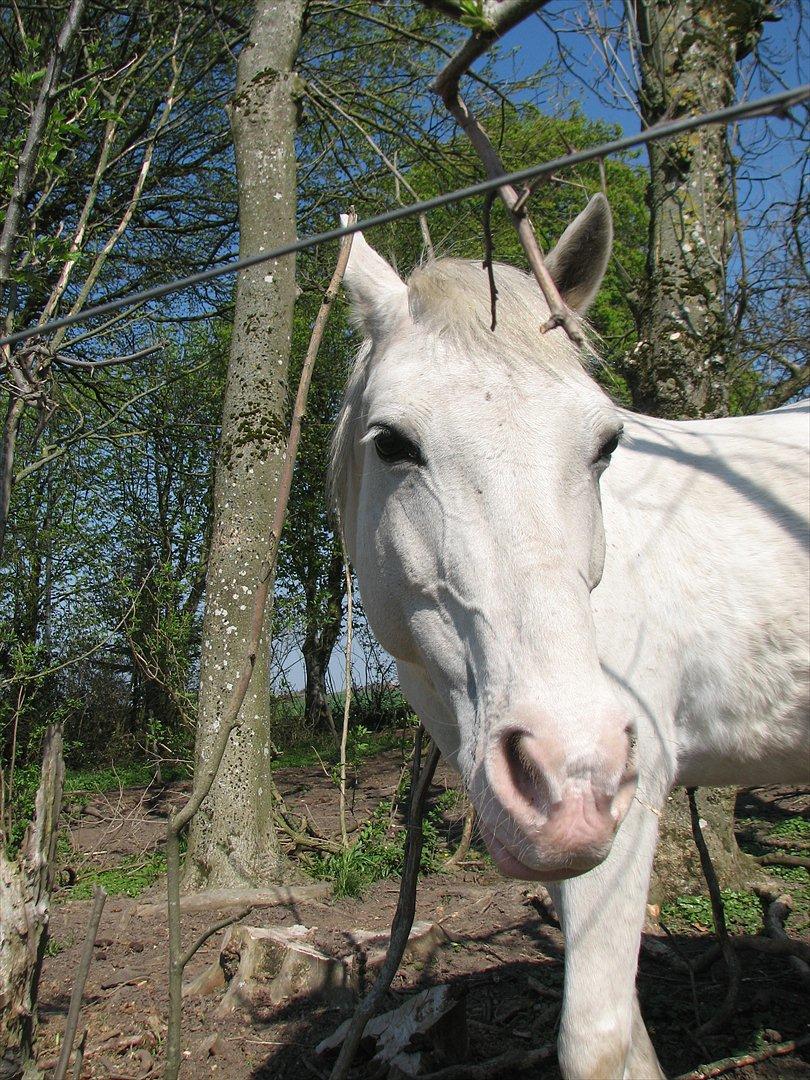 Anden særlig race Chili (Himmelhest) billede 8