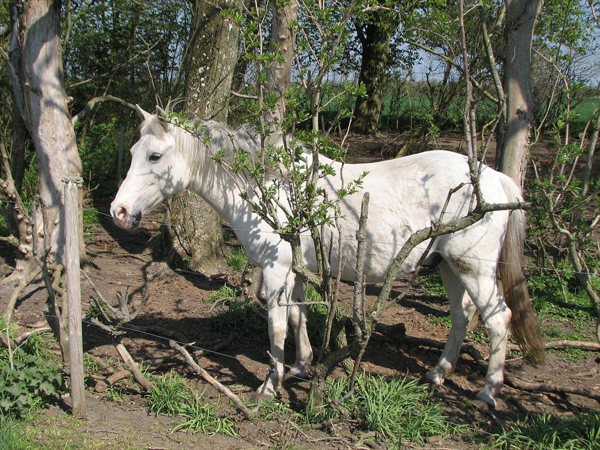 Anden særlig race Chili (Himmelhest) billede 9