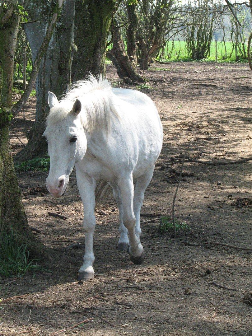 Anden særlig race Chili (Himmelhest) billede 10