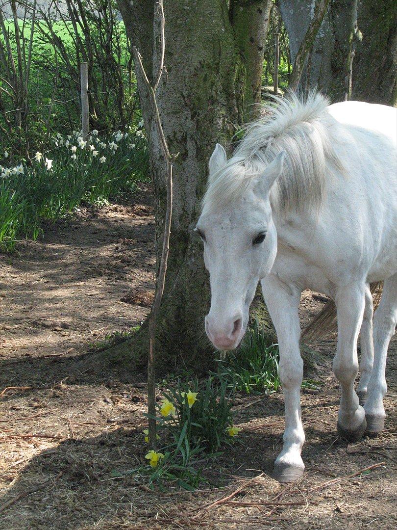 Anden særlig race Chili (Himmelhest) billede 11