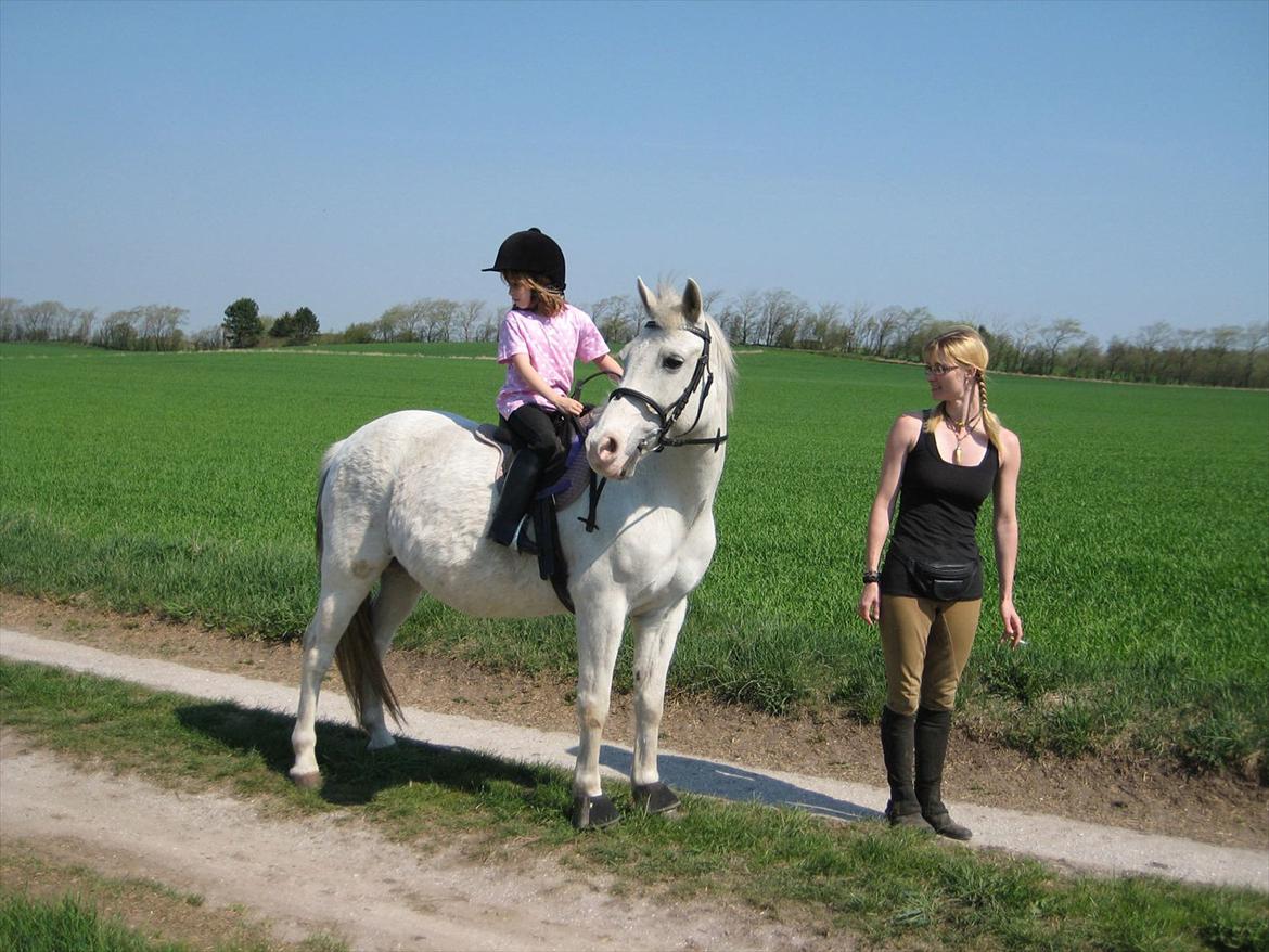 Anden særlig race Chili (Himmelhest) billede 12
