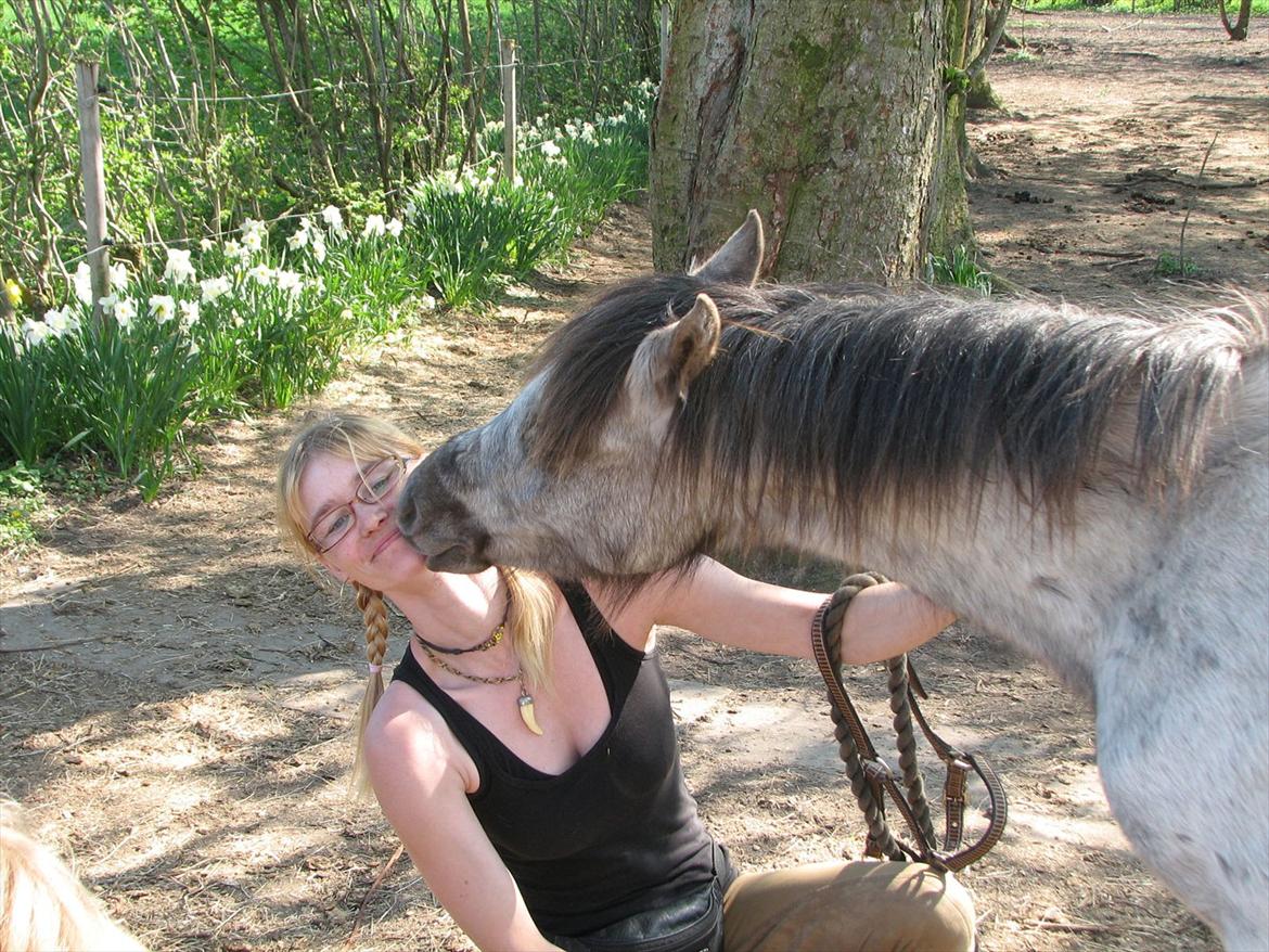 Welsh Pony (sec B) Mirain Talisman (solgt) billede 4