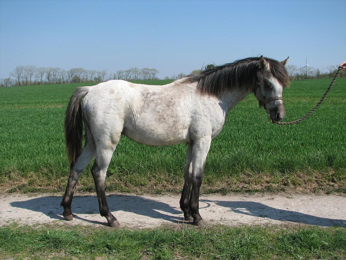Welsh Pony (sec B) Mirain Talisman (solgt) billede 5