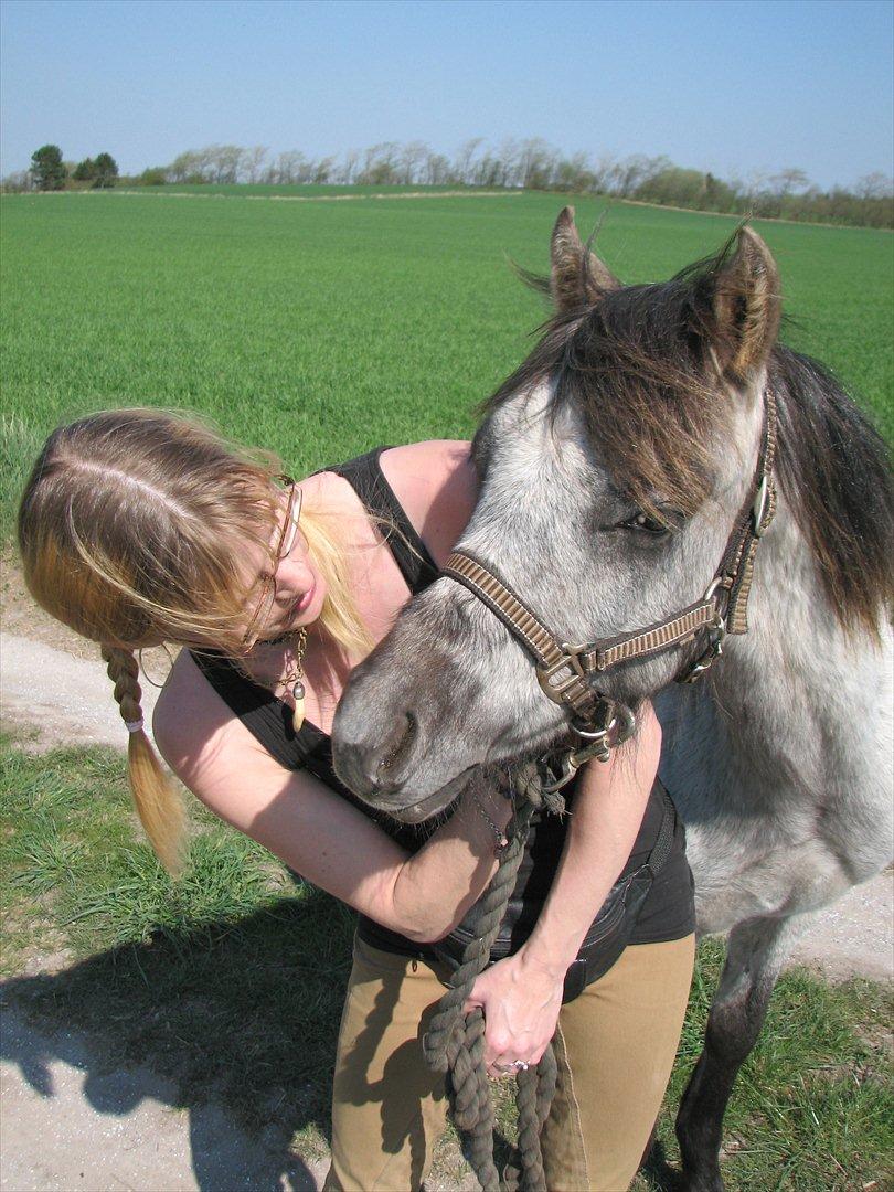 Welsh Pony (sec B) Mirain Talisman (solgt) billede 6