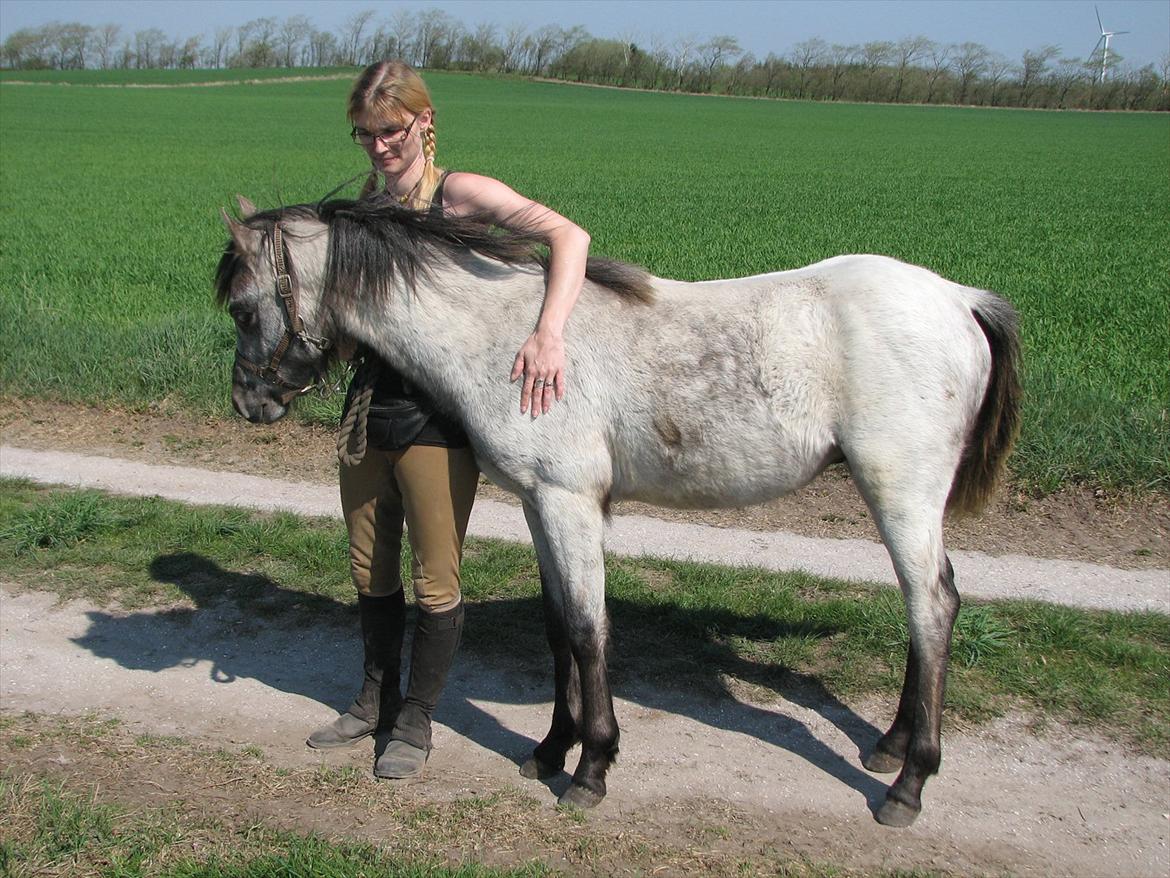 Welsh Pony (sec B) Mirain Talisman (solgt) billede 7