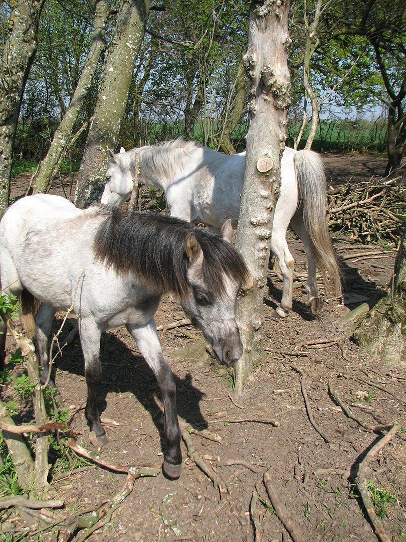 Welsh Pony (sec B) Mirain Talisman (solgt) billede 8