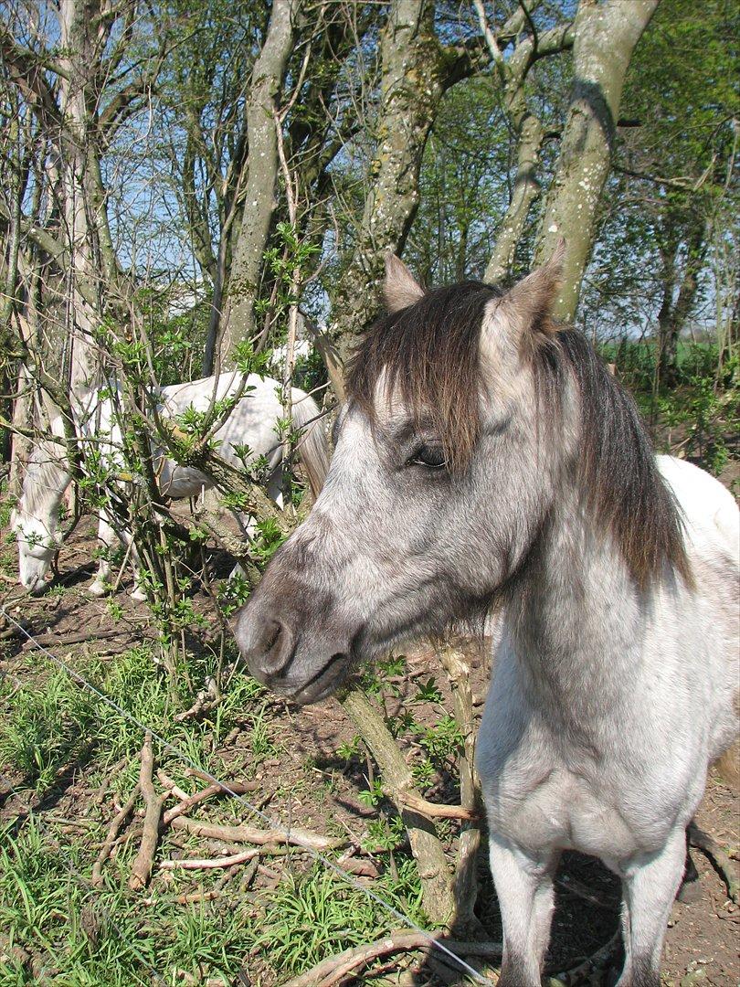 Welsh Pony (sec B) Mirain Talisman (solgt) billede 9