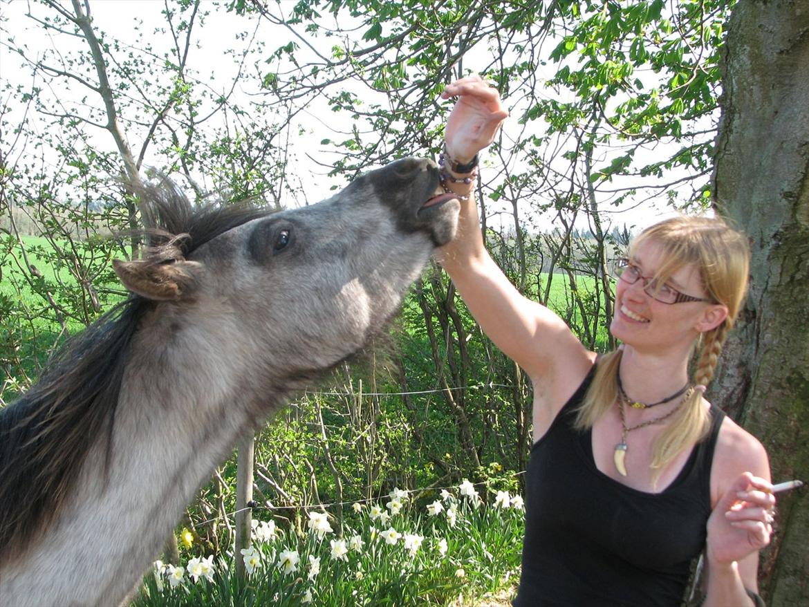 Welsh Pony (sec B) Mirain Talisman (solgt) billede 10