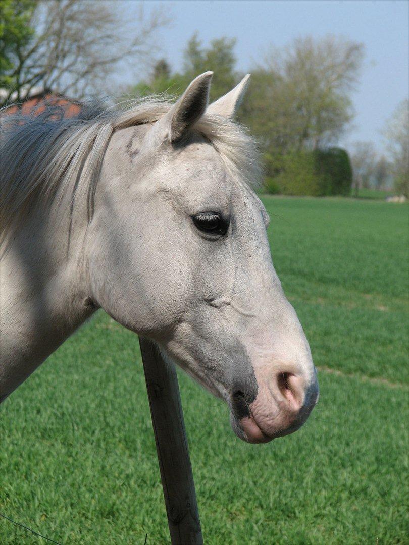 Anden særlig race Chili (Himmelhest) billede 13