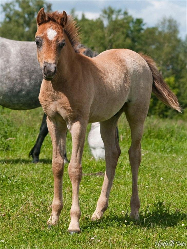 Welsh Pony (sec B) Mirain Talisman (solgt) billede 11