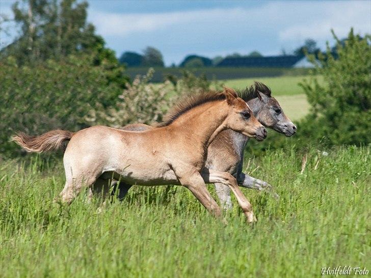 Welsh Pony (sec B) Mirain Talisman (solgt) billede 12