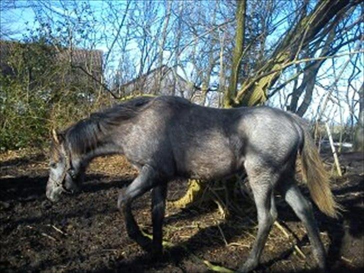 Welsh Pony (sec B) Mirain Talisman (solgt) billede 13