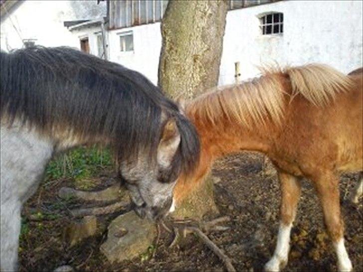 Welsh Pony (sec B) Mirain Talisman (solgt) billede 14