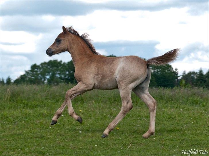Welsh Pony (sec B) Mirain Talisman (solgt) billede 15