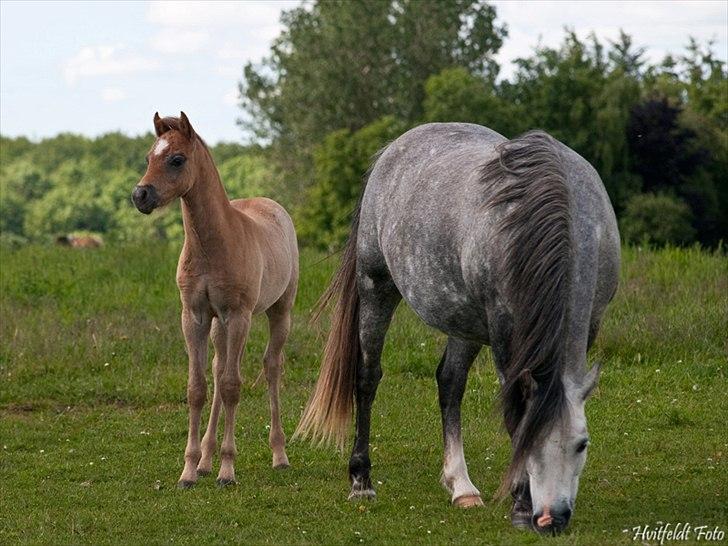 Welsh Pony (sec B) Mirain Talisman (solgt) billede 16