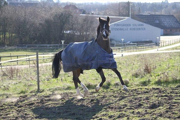 New Forest Lundgaards Bourbon billede 9