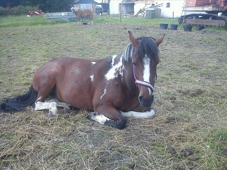 Pinto Secret Princess billede 4