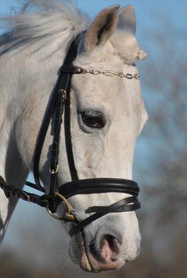 Anden særlig race Emma <3<3<3<3 - velkommen til emmas profil :D
foto: minna mønster billede 1