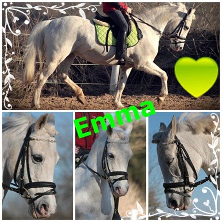 Anden særlig race Emma <3<3<3<3 - og 3 dejlige billeder af prinsessen<3  billede 12