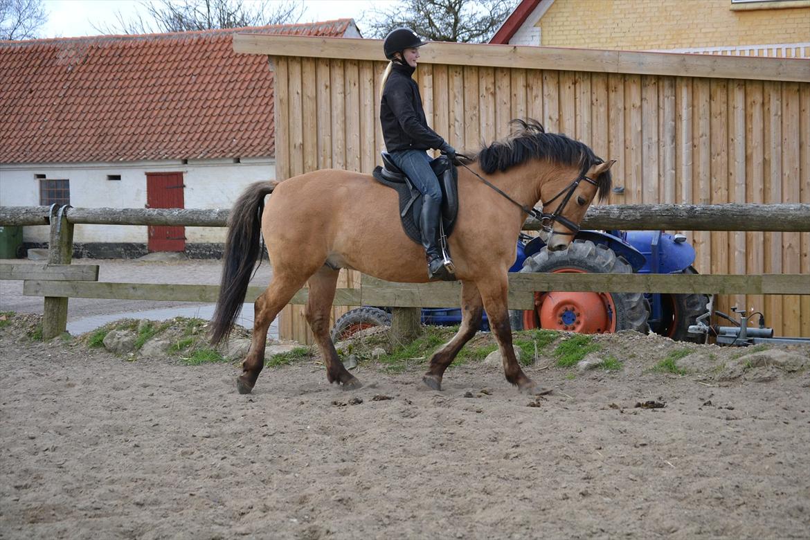 Anden særlig race Lukas -SOLGT - Lidt skridt..  billede 2