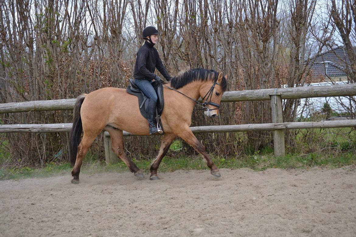 Anden særlig race Lukas -SOLGT - en flot trav. billede 3