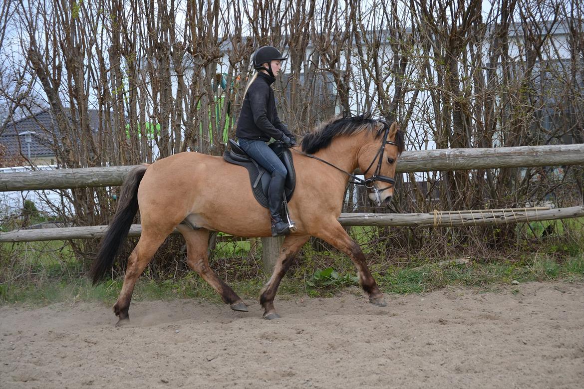 Anden særlig race Lukas -SOLGT - lidt mere trav! billede 4